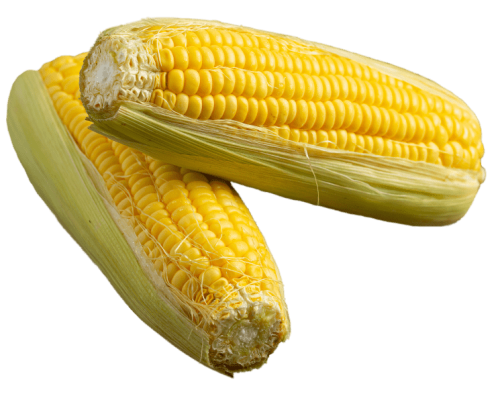 close-up-fresh-corn-ready-eat.1